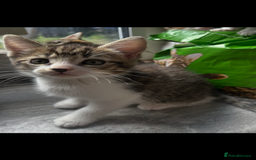 Mixed Breed cats for sale: Kittens  - Image 5