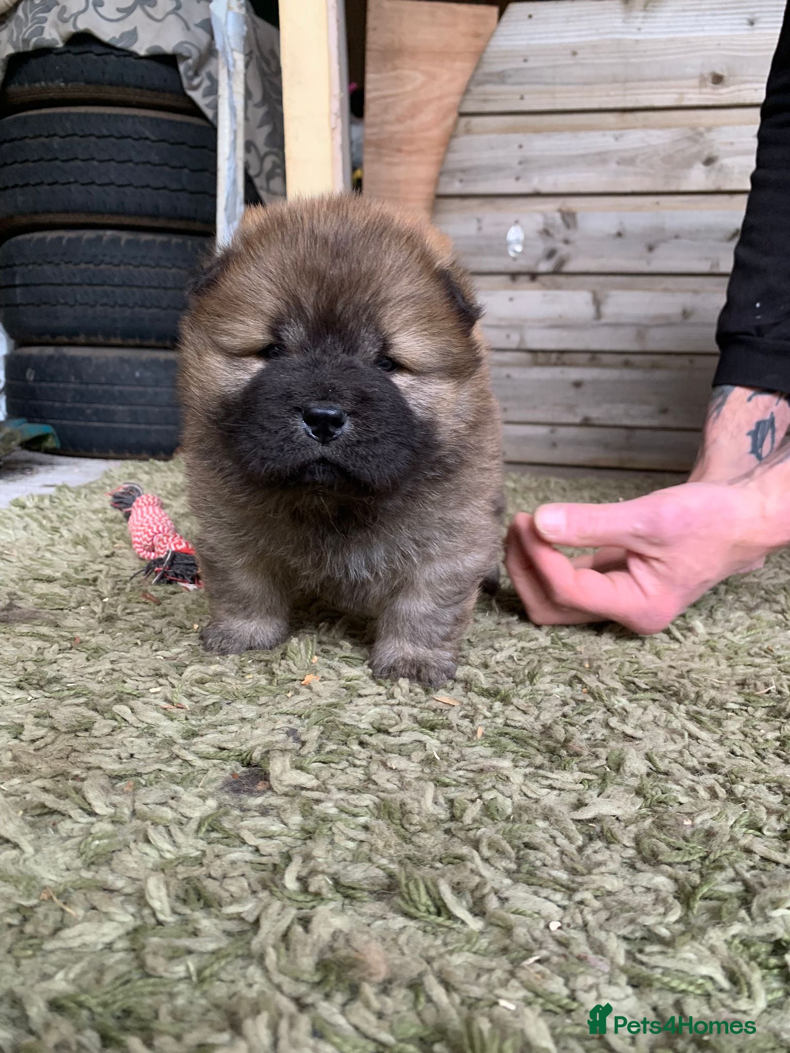 Chow Chow dogs for sale: Choclate/lilac Chow chow puppies - Advert 19