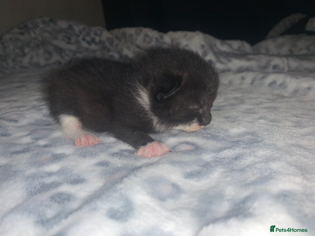 Mixed Breed cats for sale: Bright tabby’s and black kittens  - Advert 6