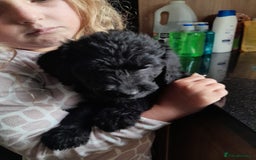 Labradoodle dogs for sale: mixed litter Black Labradoodles - Image 3