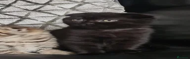 Scottish Fold 2