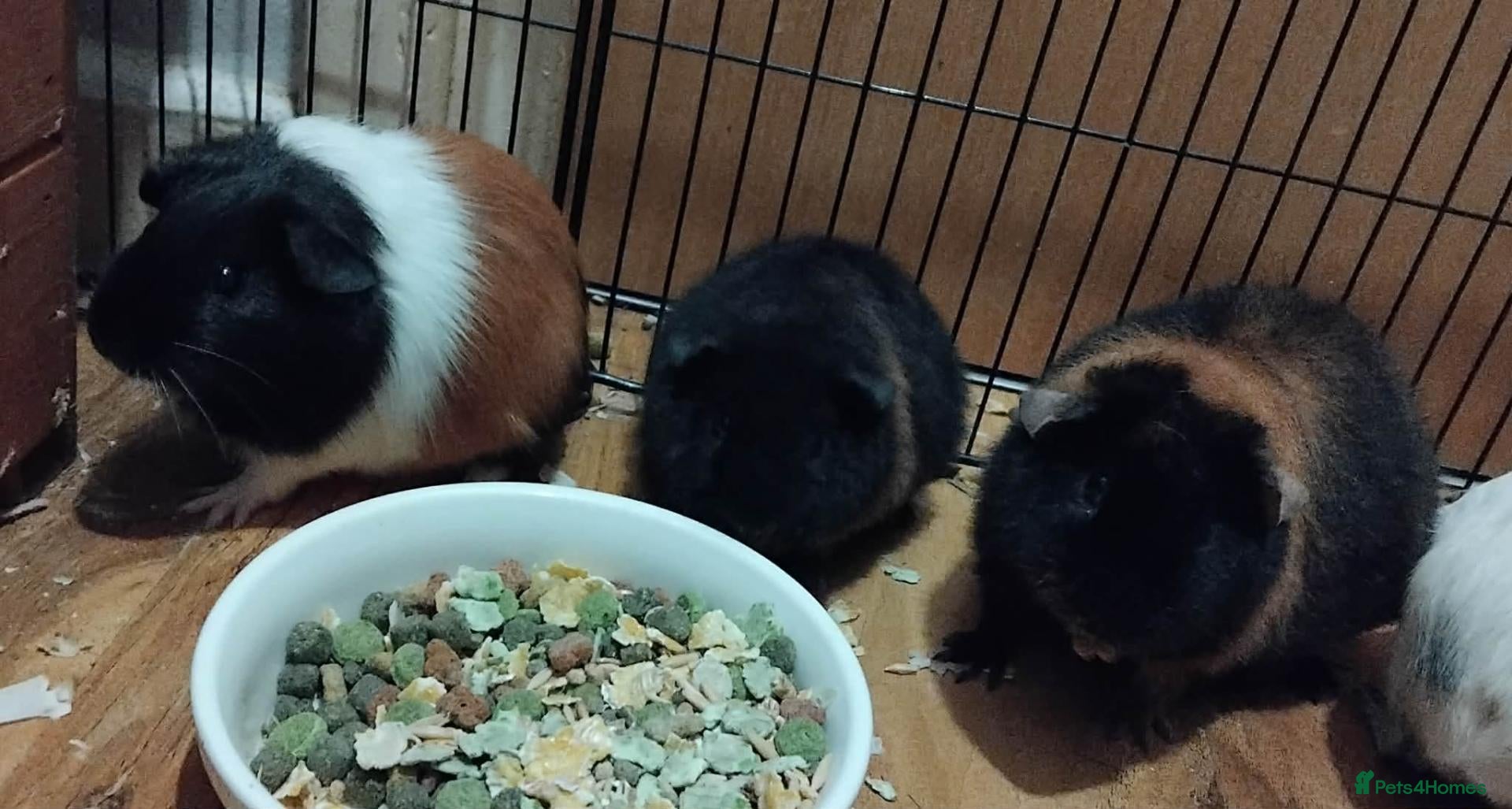 Mixed Breed rabbits Guinea pigs - Advert 3