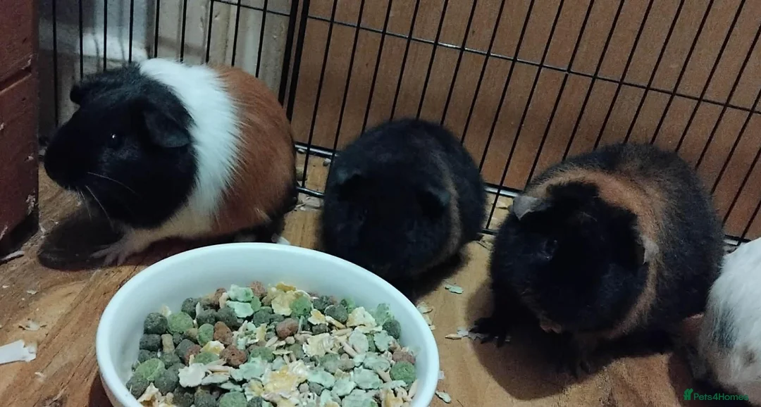 Mixed Breed rabbits for sale: Guinea pigs in Newquay - Advert 1