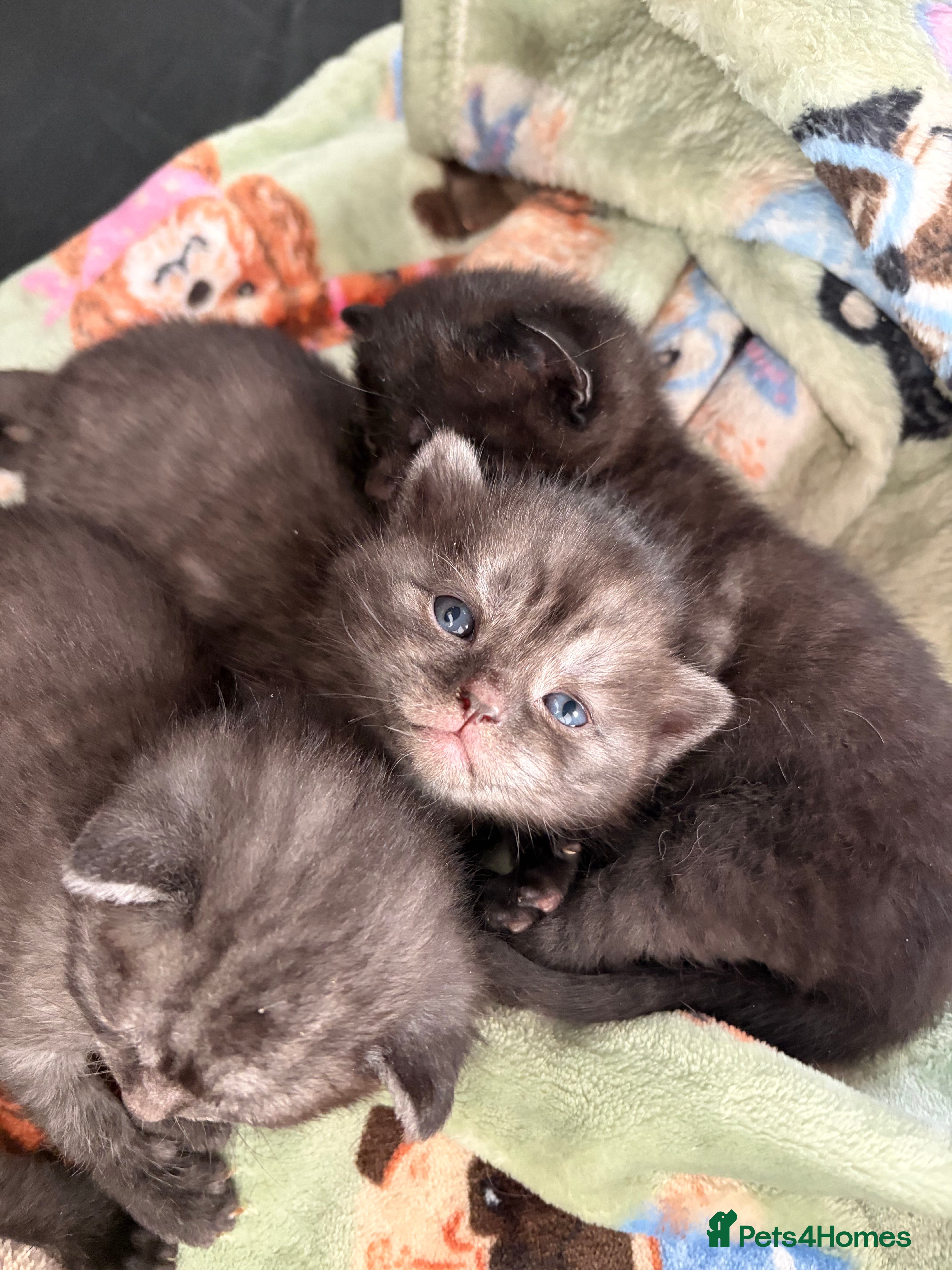 British Shorthair cats Beautiful British Shorthair Kittens  - Advert 1