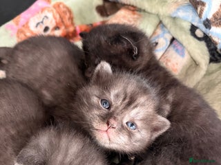 British Shorthair cats Beautiful British Shorthair Kittens - Advert 2