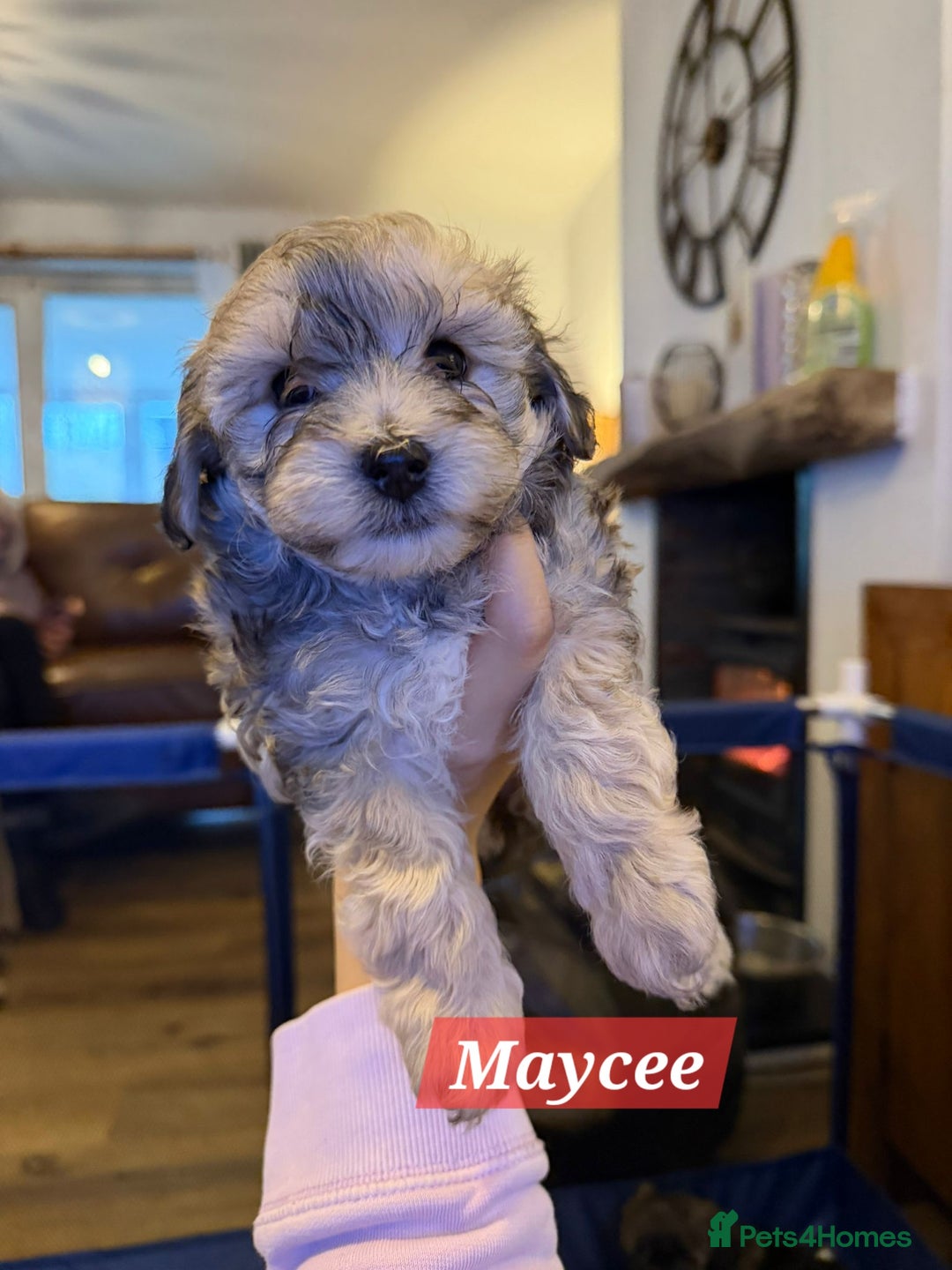 Maltipoo dogs for sale: Multipoo - Advert 4