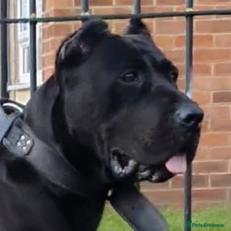 Presa Canario dogs STUNNING BLACK PRESA CANARIO PUPS 5 BOYS 1 GIRL - Advert 1