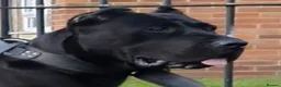 Presa Canario dogs for sale: STUNNING BLACK PRESA CANARIO PUPS 5 BOYS 1 GIRL - Advert 4