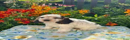 Cocker Spaniel dogs for sale: Kc reg dna tested boy show type cocker puppy - Advert 7