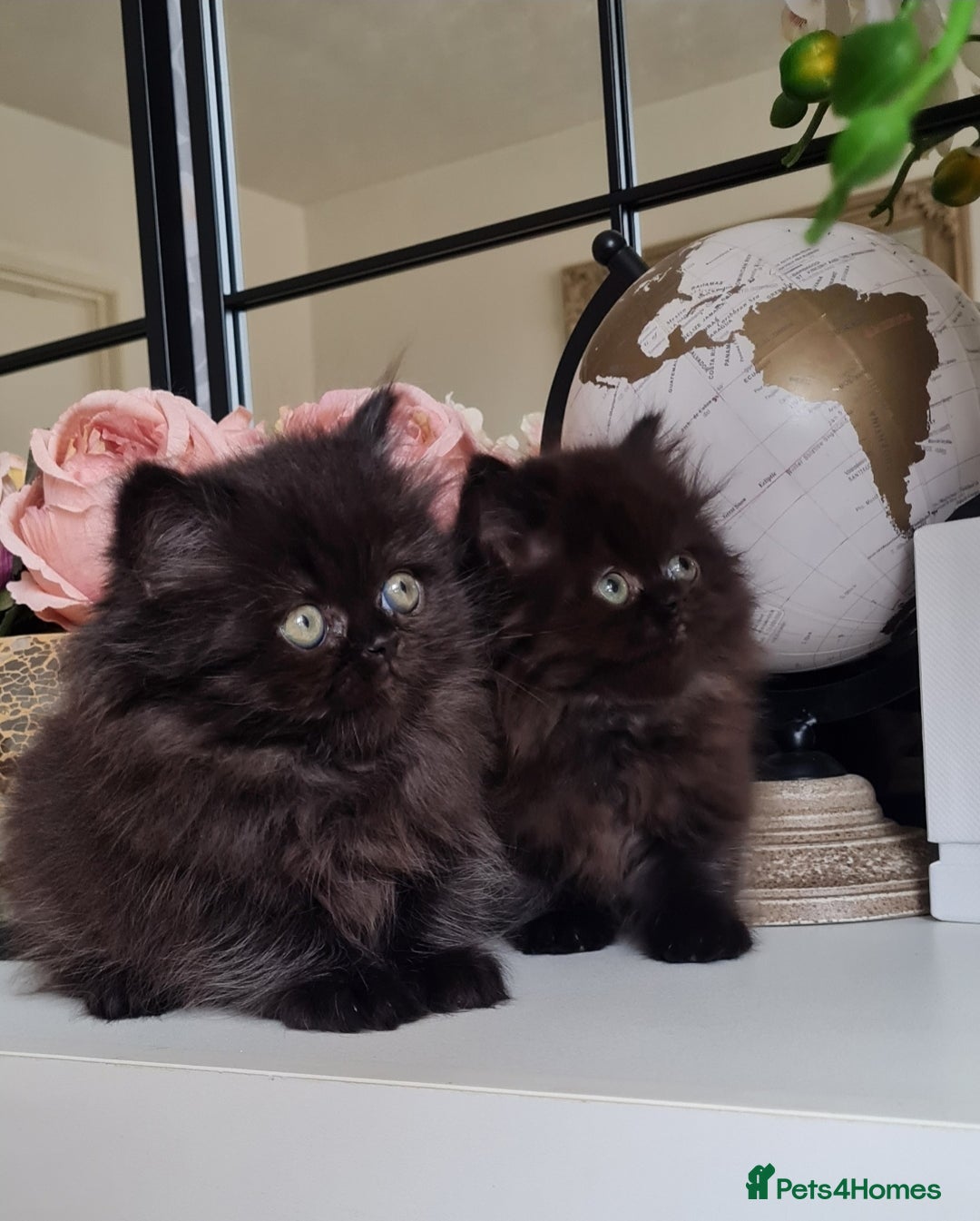 Doll Face Long Haired Black Kittens For Sale Flat Face Persian