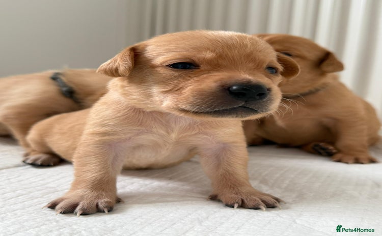 Labrador Retriever dogs - Advert 2