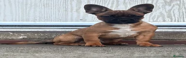 Puppy 1
