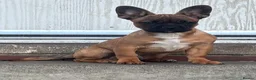 Mixed Breed dogs for sale: Pure breed French bulldog x mixed breed in Barnsley - Advert 5