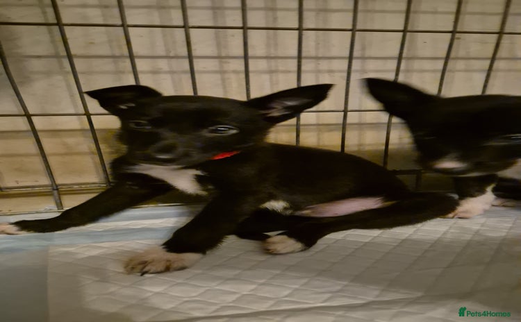 Mixed Breed dogs - Advert 3