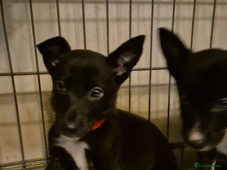 Mixed Breed dogs - Advert 4