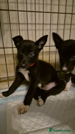 Mixed Breed dogs - Advert 3