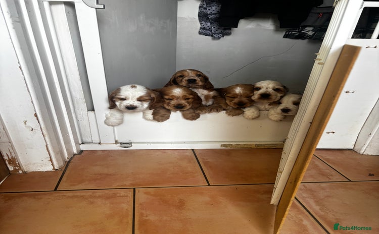Cocker Spaniel dogs - Advert 8
