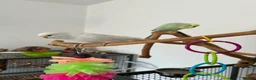 Budgerigars birds for sale: 4 budgies for sale. in Birmingham - Advert 5