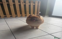 Pomeranian dogs for sale: Louis - Advert 10