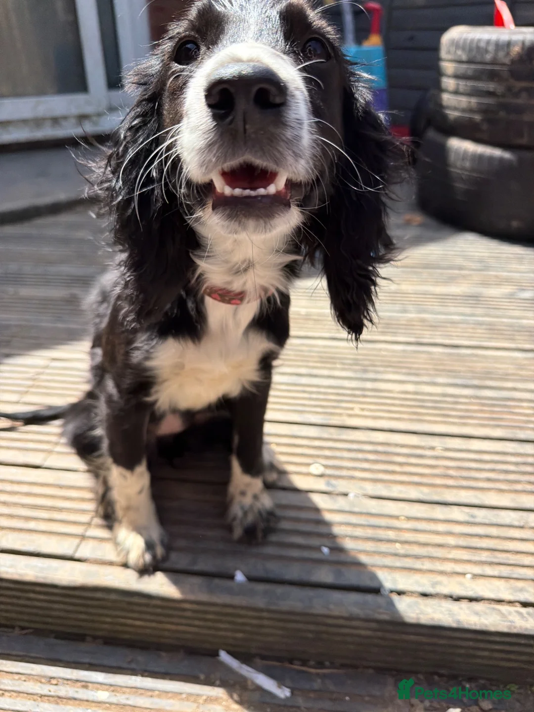 Cocker Spaniel dogs for sale: Working cocker spaniel puppy - Advert 3