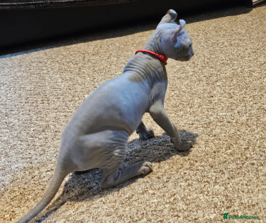 Sphynx cats for sale: Sphynx Elf kittens - Advert 23