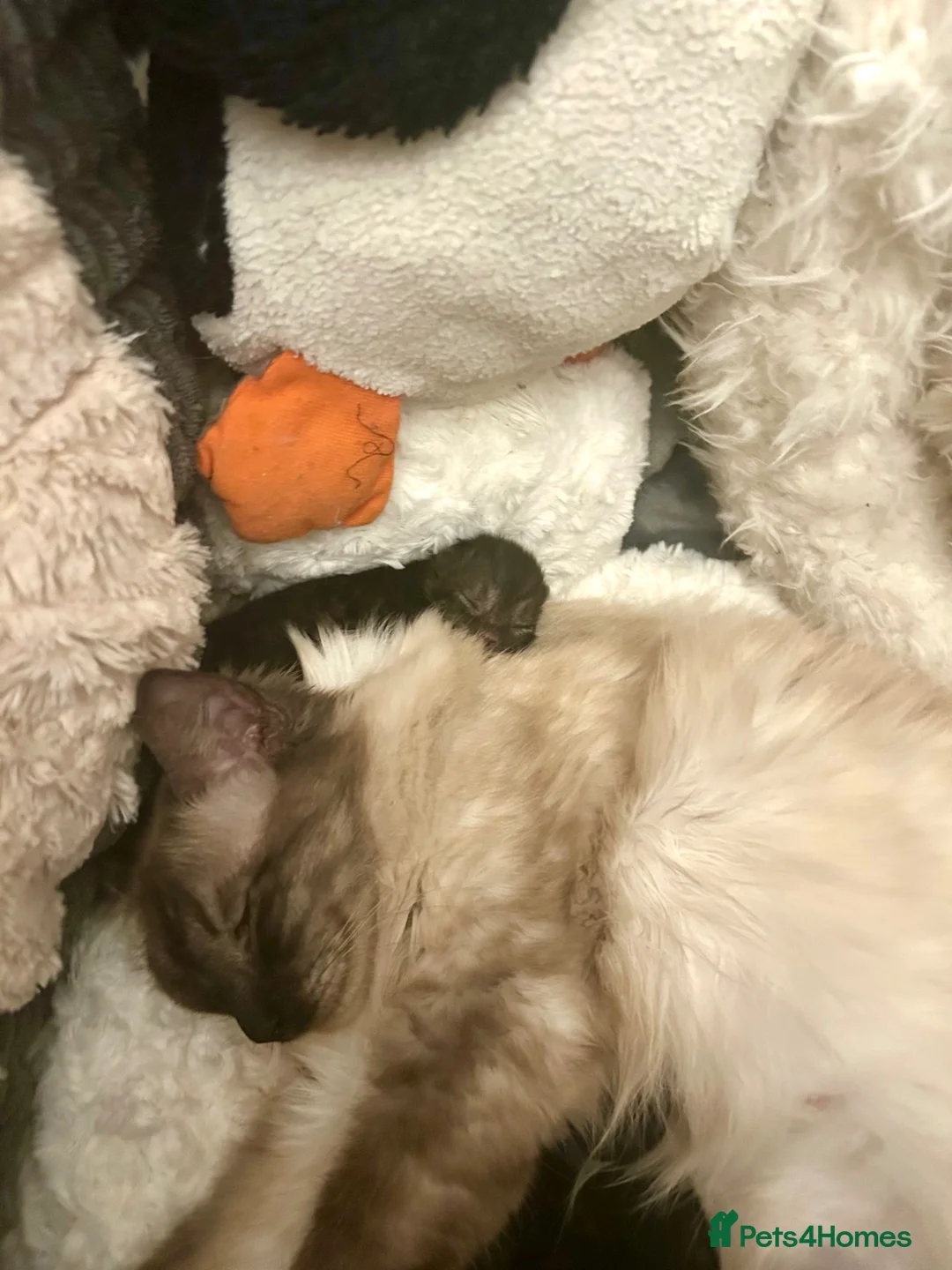 Scottish Fold cats for sale: Ragdoll x Scottish Fold - litter of 4!  in Bournemouth - Advert 2