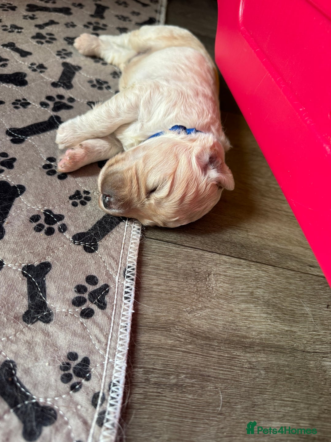 Mini Goldendoodle dogs for sale: Stunning F1 Mini Goldendoodles  - Image 35