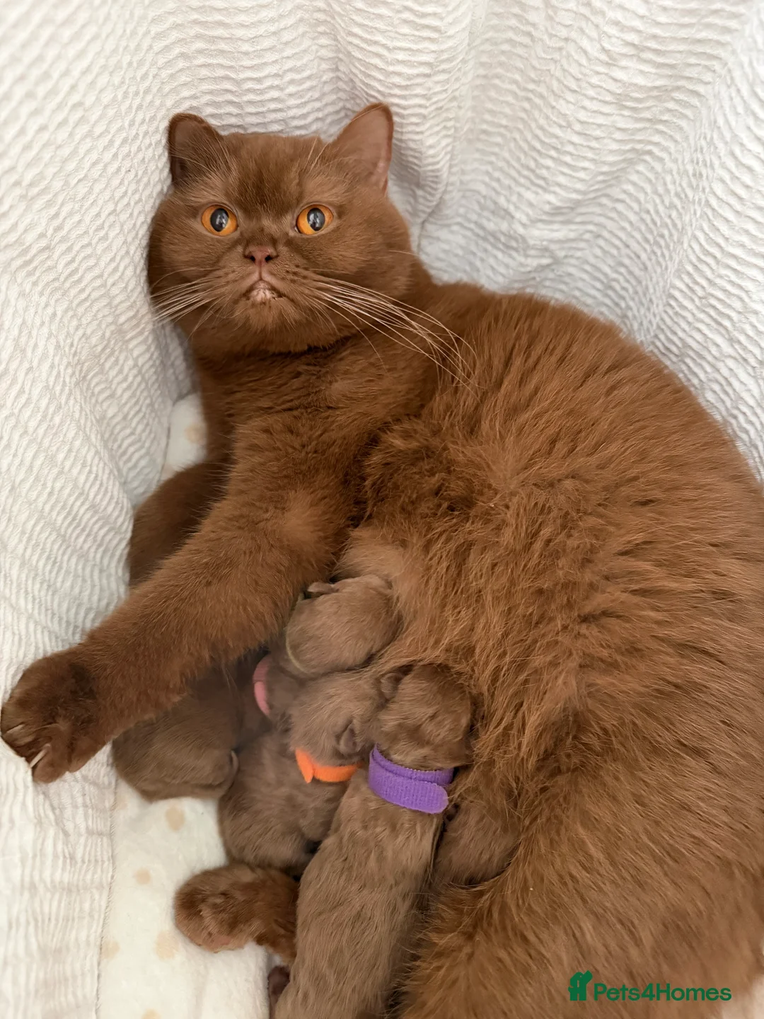 British Shorthair cats for sale: BSH Show quality cinnamon kittens  - Advert 2