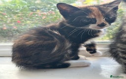 Bengal cats for sale: 6 Cross Bengal Kittens - Image 22