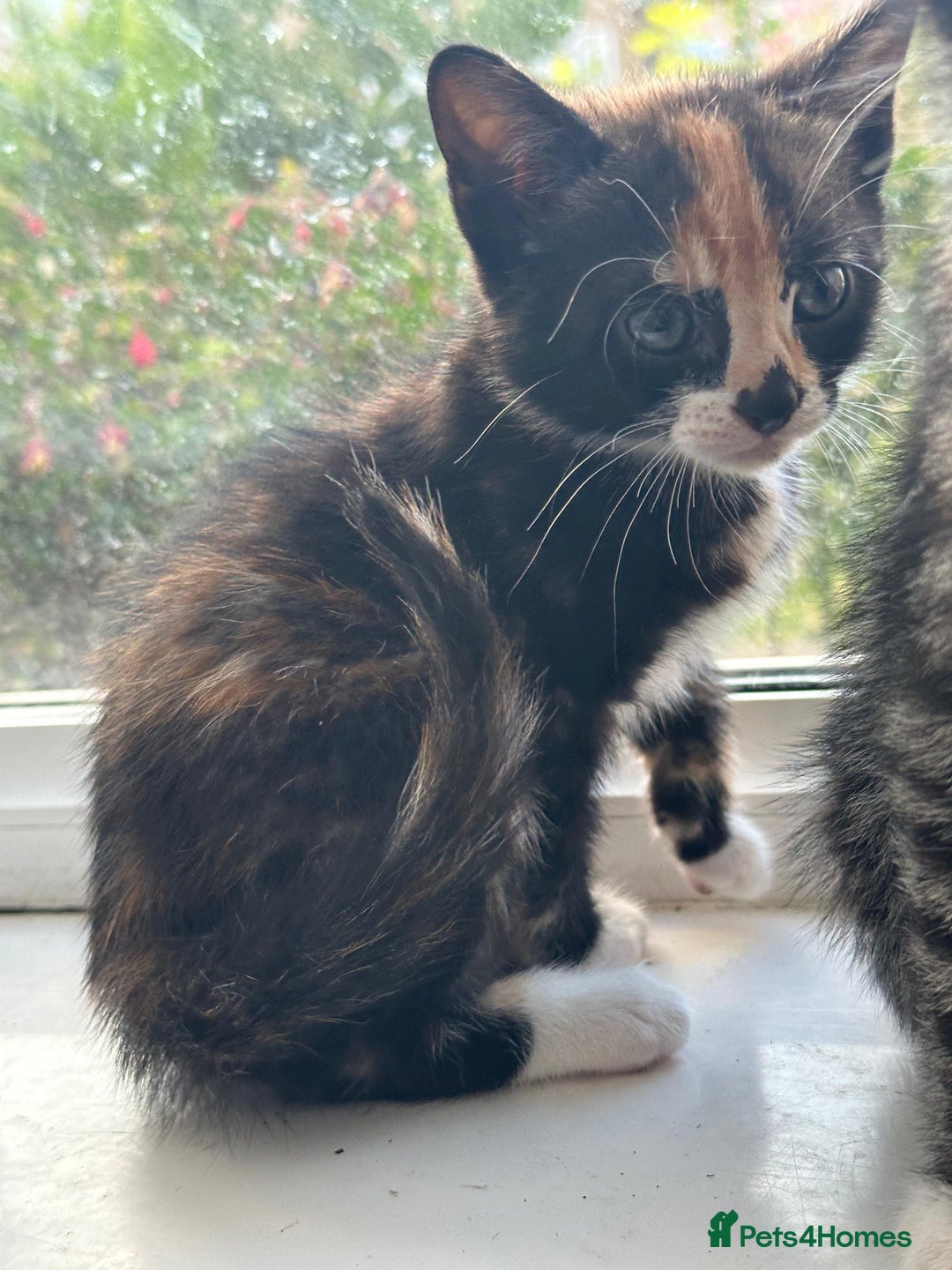 Bengal cats for sale: 6 Cross Bengal Kittens - Image 22