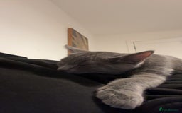 Mixed Breed cats for sale: Daisy  - Image 3