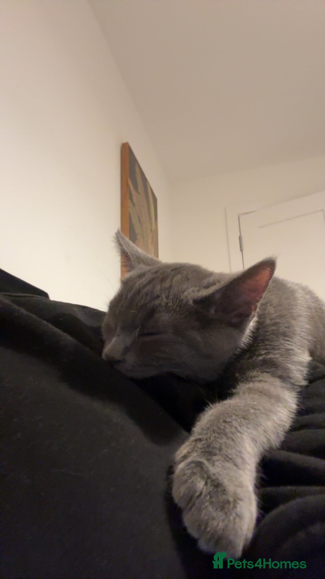 Mixed Breed cats for sale: Daisy  - Image 3