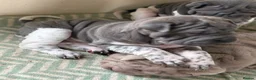 Shar Pei dogs for sale: Stunning rare Shar-Pei puppies  - Advert 21