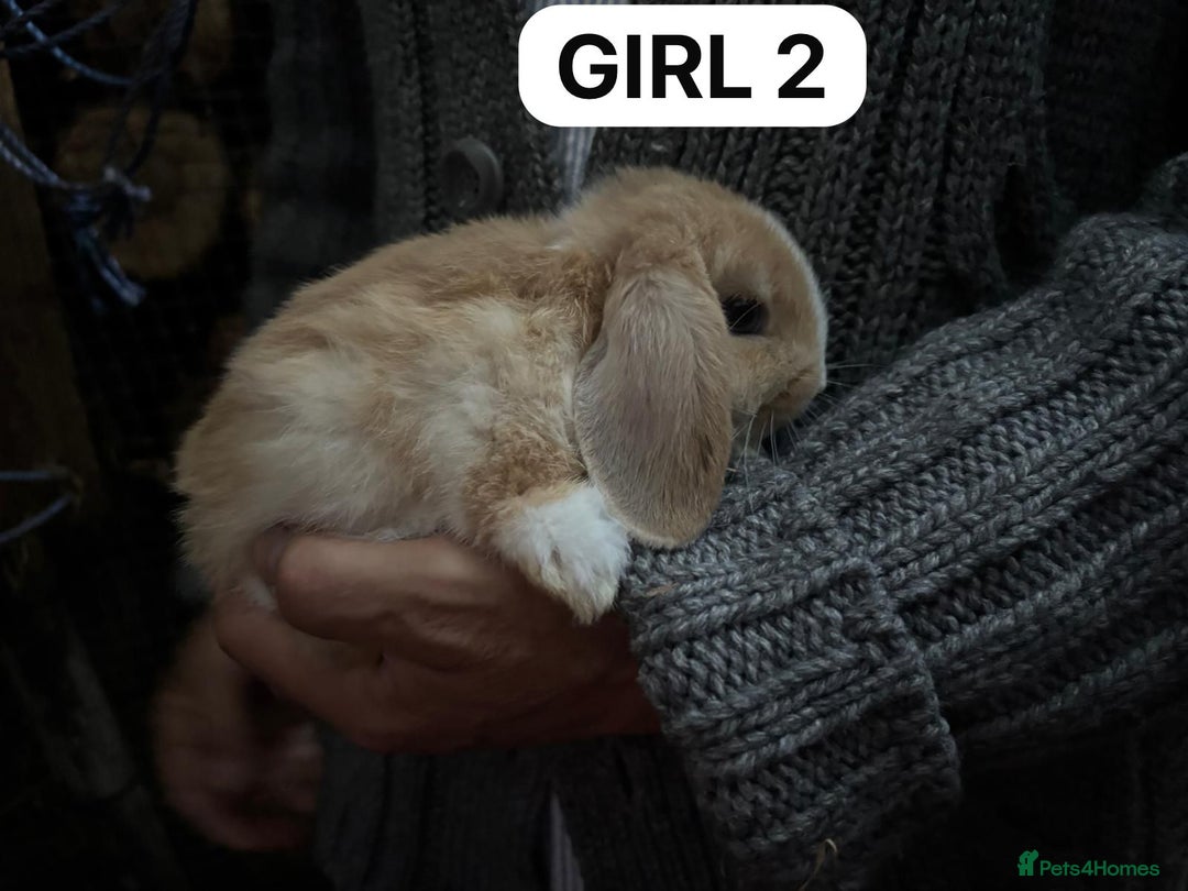 Mini Lop rabbits for sale: Friendly, Handled, Beautiful Baby Bunnies for Sale - Image 6