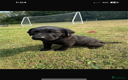 Labrador Retriever dogs for sale: Labrador puppies  - Image 7