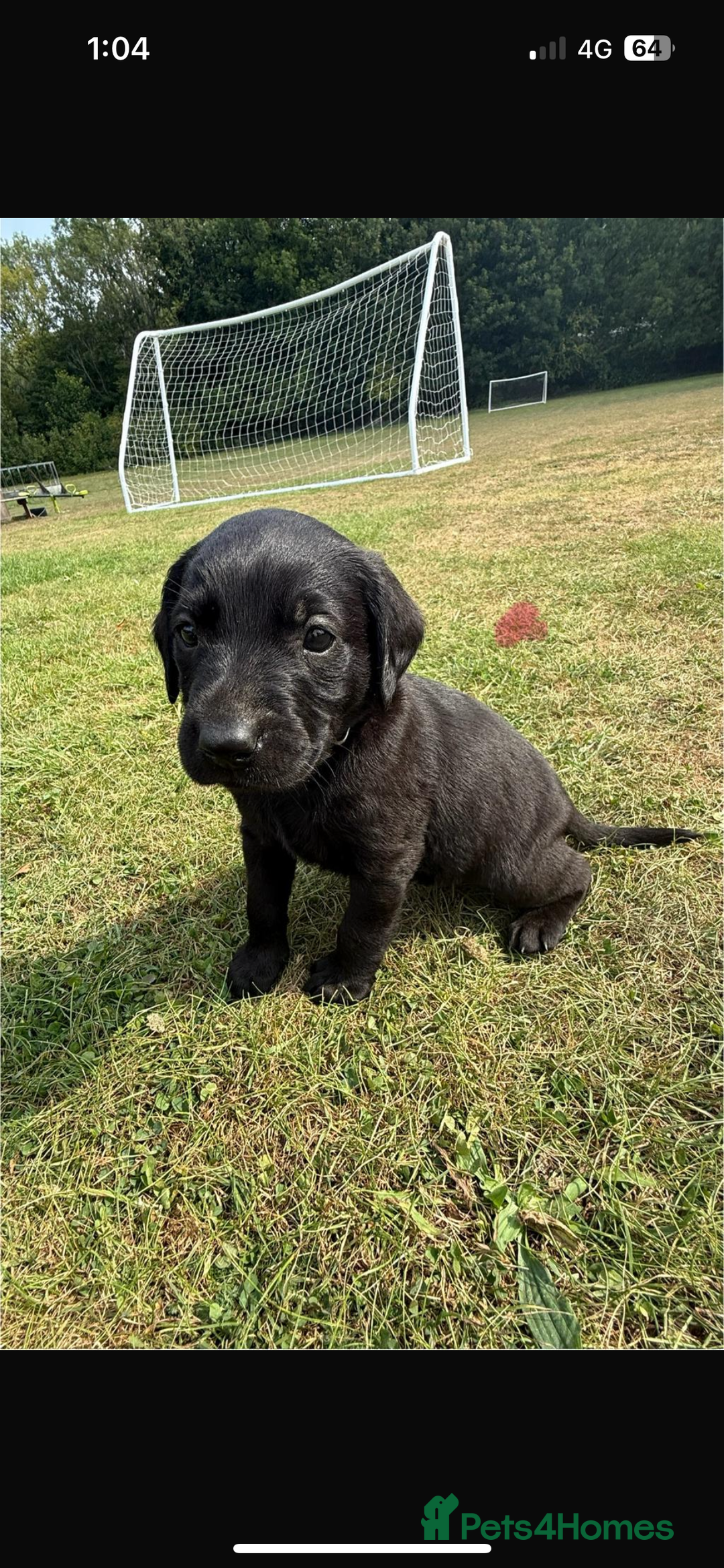 Labrador Retriever dogs for sale: Labrador puppies  - Image 7