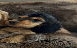 Cocker Spaniel dogs for sale: Reduced last 2 ‼️ £950 Kc reg show cocker puppies  - Image 9