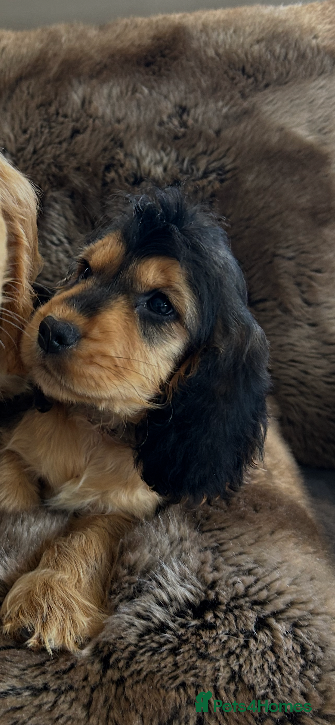 Cocker Spaniel dogs for sale: Reduced last 2 ‼️ £950 Kc reg show cocker puppies  - Image 9