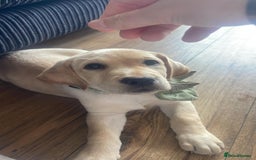 Labrador Retriever dogs for sale: 4 month old female golden labrador  - Image 2