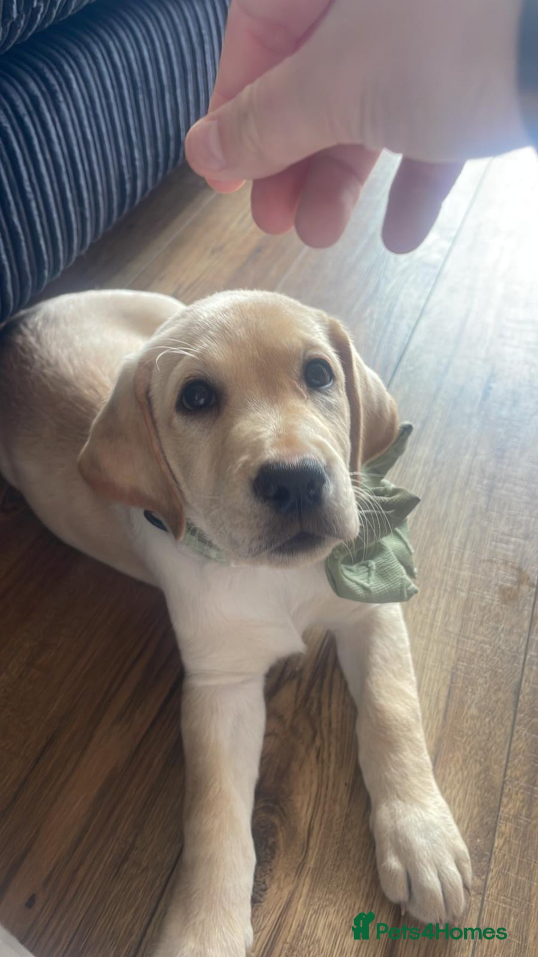 Labrador Retriever dogs for sale: 4 month old female golden labrador  - Image 2