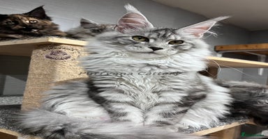 Maine Coon cats - Advert 4