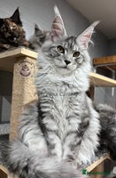 Maine Coon cats - Advert 9