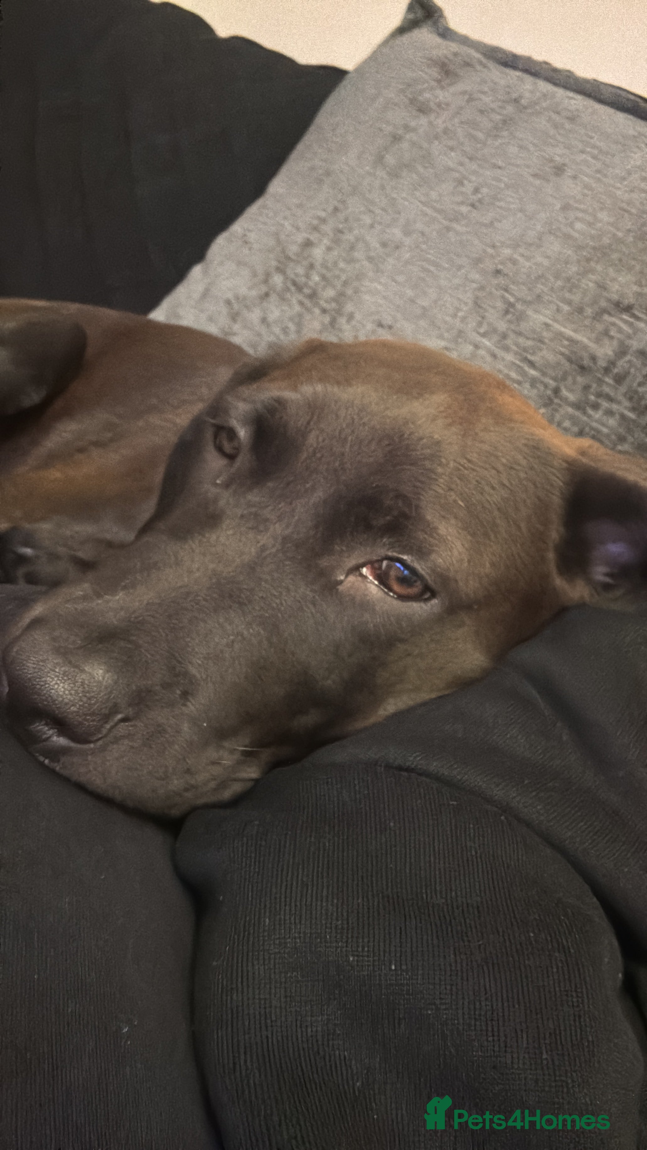 Mixed Breed dogs Browny white colour 7 month old puppy in Maidstone - Advert 1