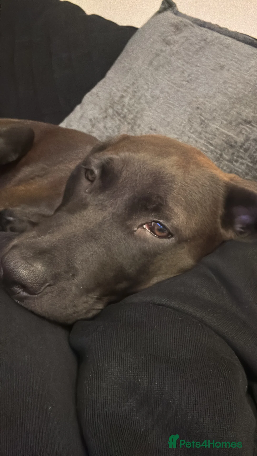 Mixed Breed dogs for sale: Browny white colour 7 month old puppy in Maidstone - Advert 1