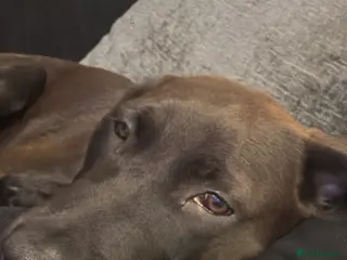 Mixed Breed dogs Browny white colour 7 month old puppy in Maidstone - Advert 1