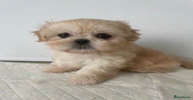 Shih Tzu dogs - Advert 12