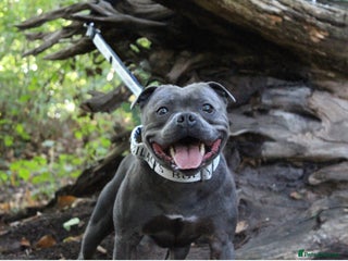 Staffordshire Bull Terrier dogs - Advert 15