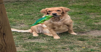 Golden Retriever dogs - Advert 7