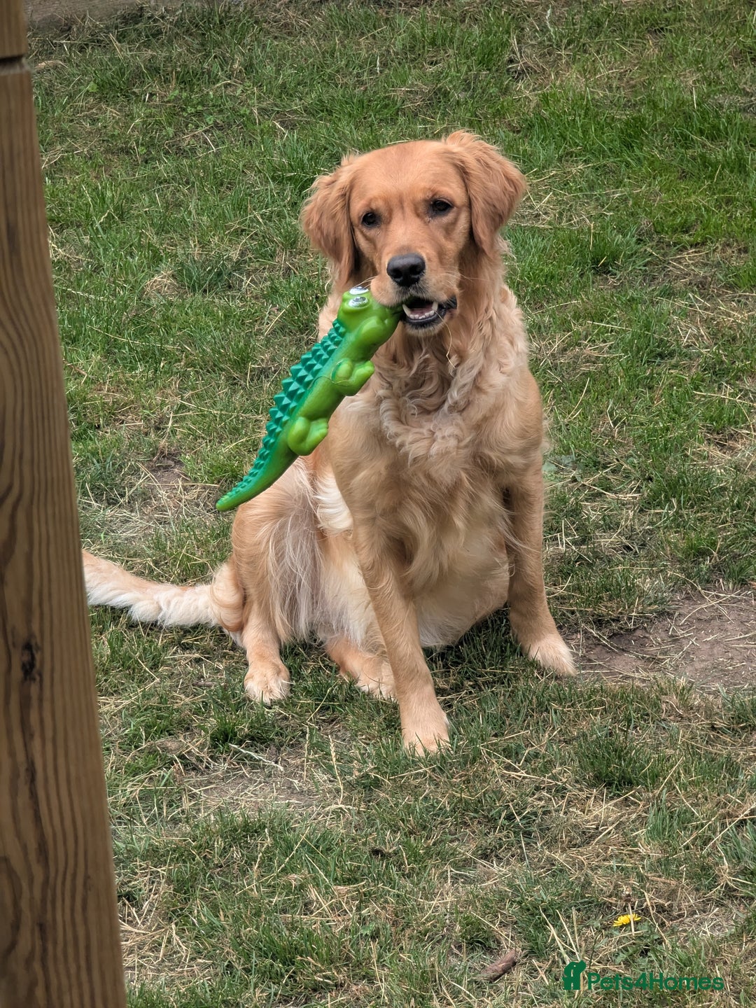 Golden Retriever dogs for sale: KC Registered Golden Retriever Puppies  - Image 3