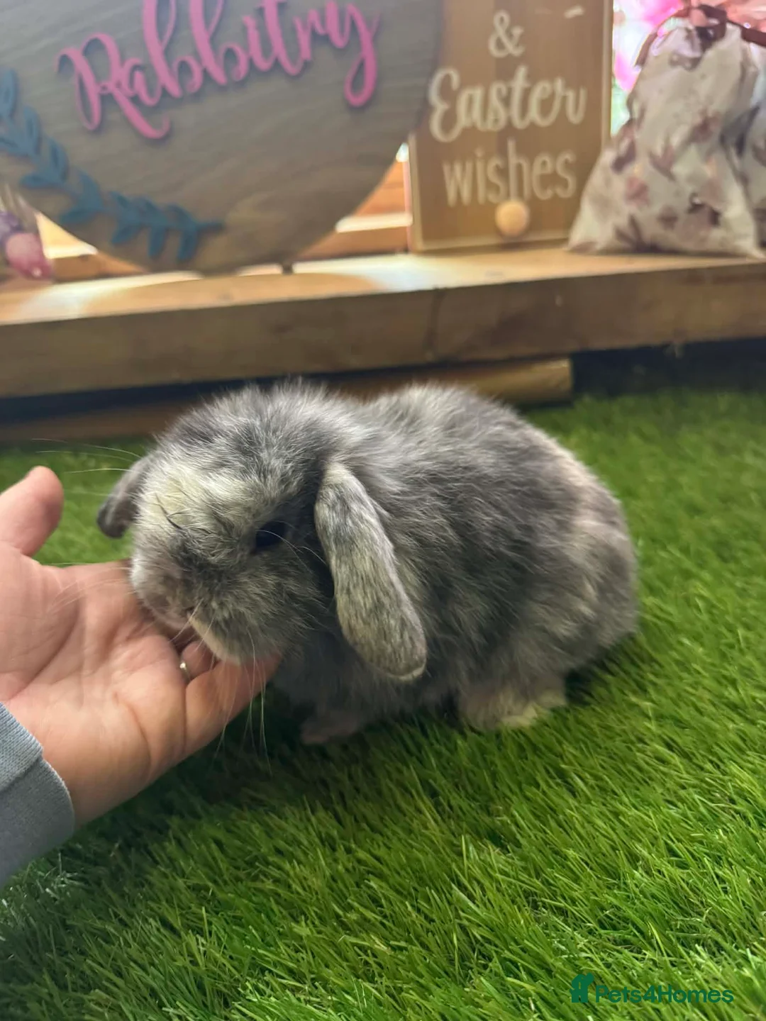 Mini Lop rabbits for sale: Pedigree Mini Lops - Advert 2